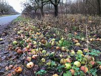 Apfel-Überschuss im Naturschutzgebiet Kühkopf-Knoblochsaue