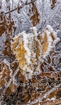 Frost, Wind und Luftfeuchtigkeit verwandeln die Umgebung des Landgrabens in eine Winterlandschaft